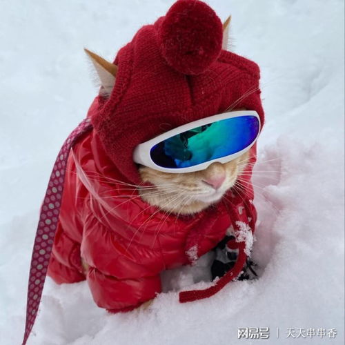  逐日追风的喵星人橘猫爱旅游,还有专属小摩托
