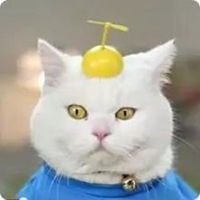  可爱猫咪微信头像女士微信头像图片大全