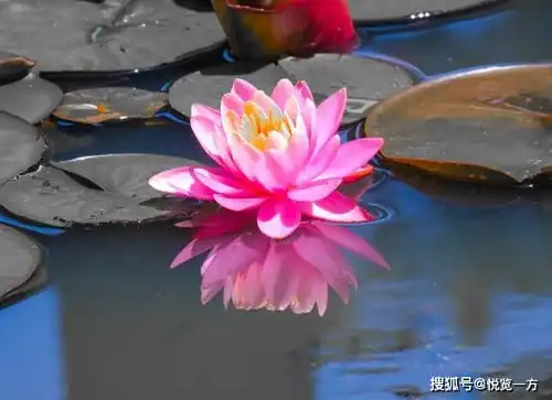  夏日赏荷,千娇百味