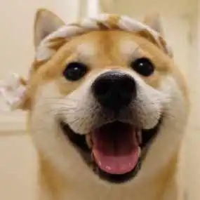  高颜值狗狗情侣头像来了,无水印自取哈