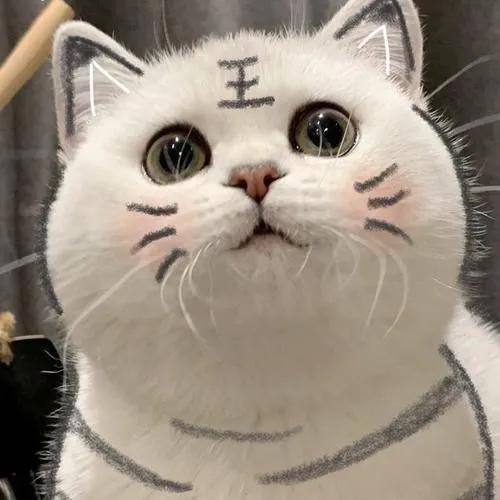  奶凶猫咪头像