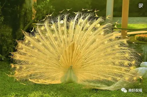  明日除夕,送你孔雀开屏,开启2019年的好福气