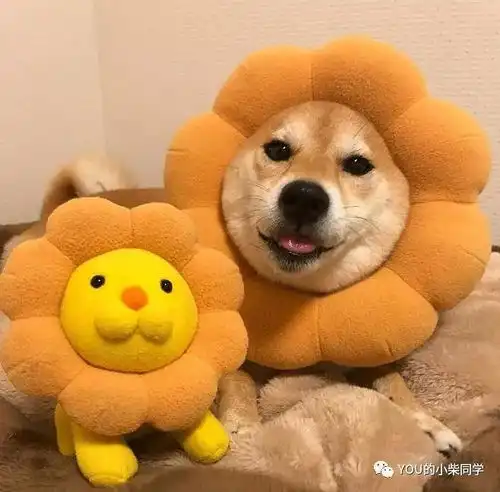  最全面的柴犬挑选标准,养柴新手必看