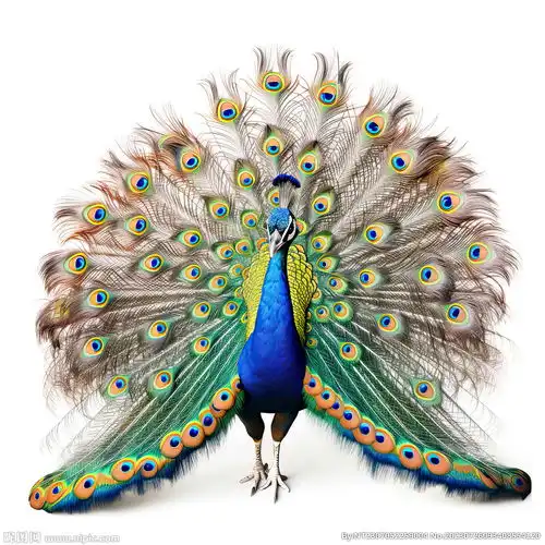  孔雀摄影图