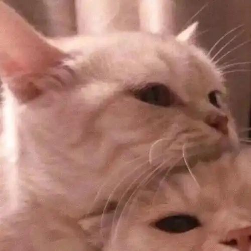  可爱小喵情头呼叫你