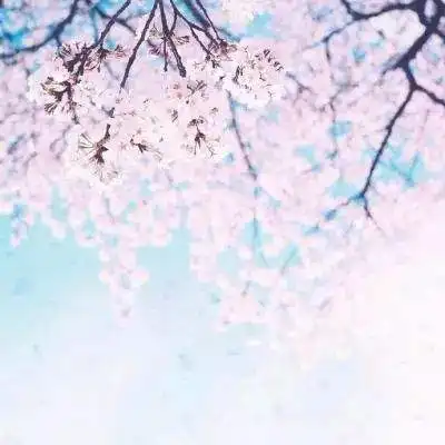  管家婆白小姐四肖630官方网站网页版登录入口手机版app下载