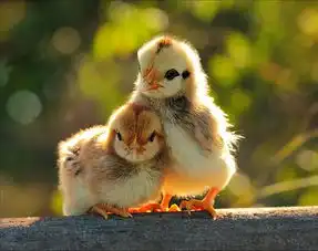  成双成对忒温馨的动物情侣