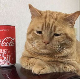  日本小丧猫凭厌世脸火遍全网,心都被萌化了