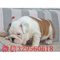  潮州哪里出售英国斗牛幼犬纯种白色英国斗牛犬斗牛犬图片高品质英国斗牛犬幼犬