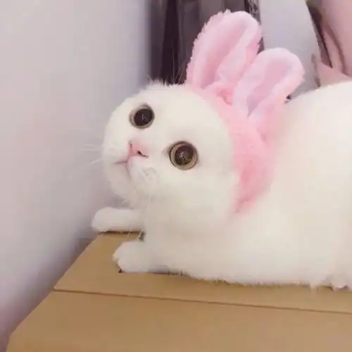  猫咪身上的这五个部位不能经常洗,脏点反而更健康