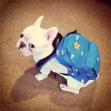 斗牛犬情侣头像皮肤