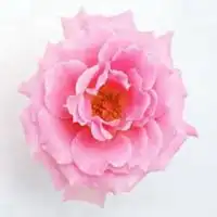  牡丹花头像微信头像图片大全