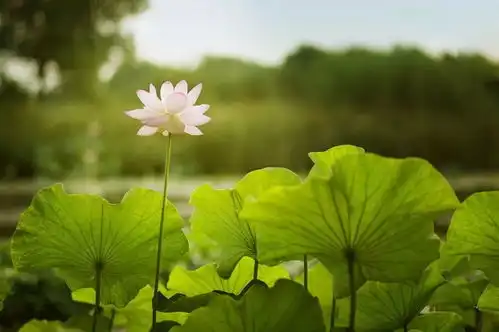  莲花为何成佛教圣物
