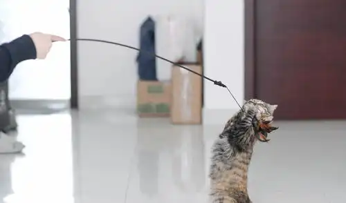  白色情人节,养猫男孩和一只特别有存在感的喵