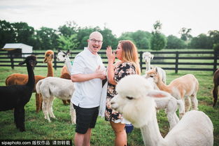  美国男子羊驼群中向女友求婚呆萌羊驼反客为主变抢镜帝