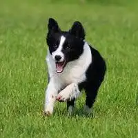  qq图片,qq表情边境牧羊犬图片