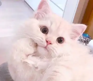  小男孩看到商店里的猫后,做出了这样的动作网友救救孩子吧