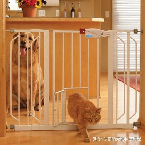  想养一猫一狗,先养什么比较好