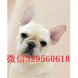  白银哪里有卖法国斗牛犬法斗价格法斗图片红色法国斗牛犬法斗幼犬小方体