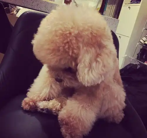 泰迪熊情侣头像冬天