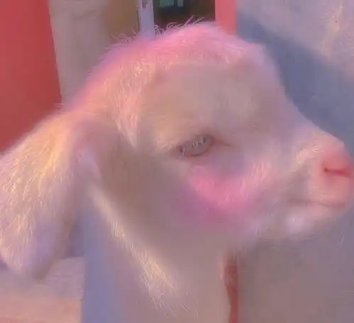  超级无敌可爱的动物头像