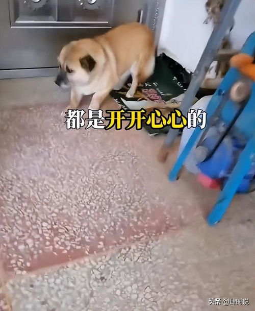  尖酸的母亲就是全家噩梦,儿子40岁躲在深山,连养的狗都有抑郁症