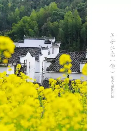  徽州即将花开成海细数婺源最出片的12大油菜花拍摄地