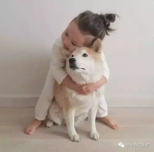  这只柴犬,与这个3岁女孩的组合,火爆了全球...