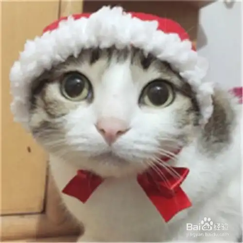  如何照顾幼猫