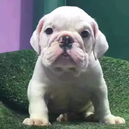  阜新英国斗牛犬的价格是多少阜新哪里卖的英国斗牛犬健康