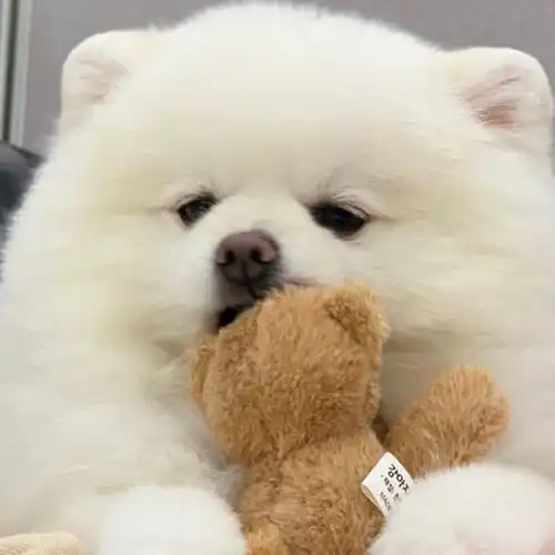  狗狗肾衰能吃什么药需要注意什么