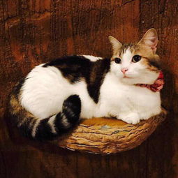  求和这只猫情侣头像,要一只狗