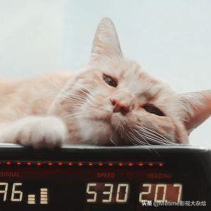 橘猫动漫头像
