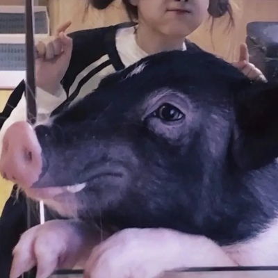  猫打呼噜优质情头
