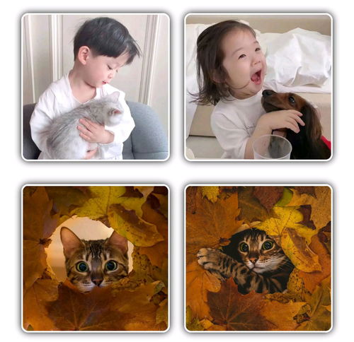  猫咪情侣头像可爱,动物情侣头像,狗狗情侣头像搞怪,狗狗情头,柴犬情头,柴犬可爱头像情侣,猫咪情侣头像可爱,猫猫的情侣头像,猫猫情侣头像无水印,猫咪情侣头像无水印