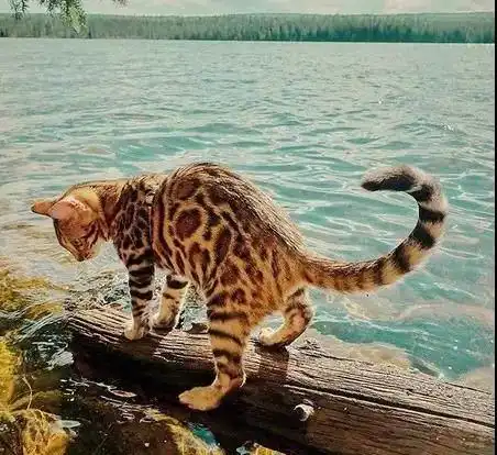  孟加拉豹猫太美了,拥有王者的气质连女主人也美的不像话