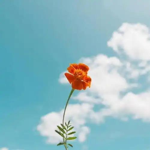 阳光积极向上的头像