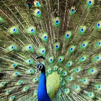  孔雀微信头像美丽迷人的孔雀图片