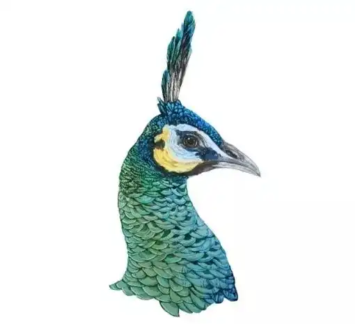  浏阳集里有个孔雀养殖场,一年卖蓝孔雀上千只,每斤80100元