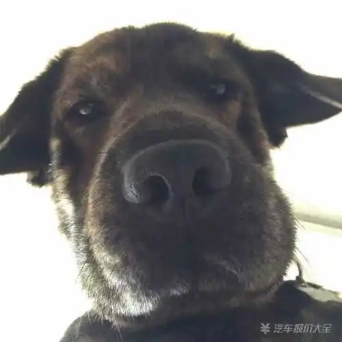  null汽车问答易车