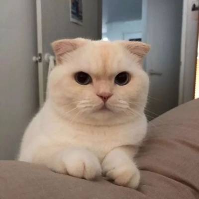  狗狗情头搞笑系列一对哈士奇柴犬猫咪不要人