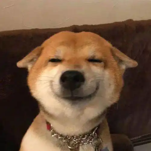  为消磨二哈精力,主人让哈士奇拉磨,哈士驴