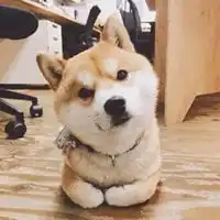 可爱的柴犬狗头像图片微信头像图片大全 可爱的柴犬狗头像图片微信头像图片大全