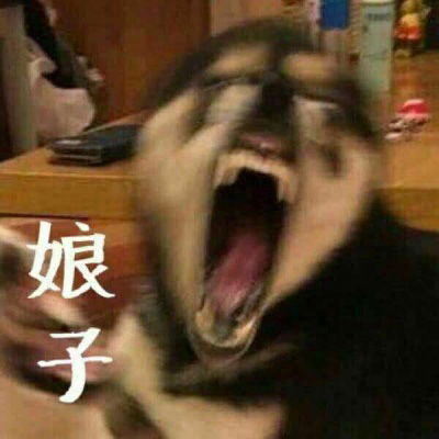  情侣动物头像超萌一对两只小动物情侣头像一对两张