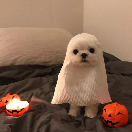 羊驼头像情侣qq