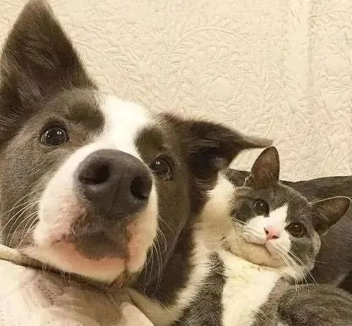  猫咪比狗狗聪明吗科学家终于有了答案