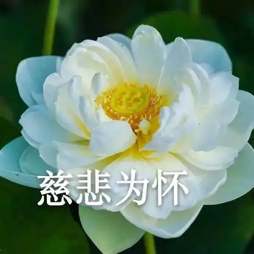  头像精选
