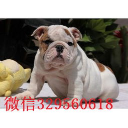 斗牛犬情侣头像娇俏