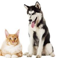  猫咪和哈士奇情侣头像微信头像图片大全