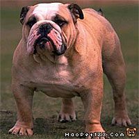  斗牛犬价格多少钱出售买卖图片点评老虎狗